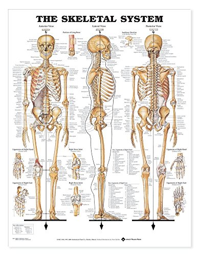 Skeleton Bones Labeled Diagram